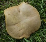 Boletus chrysenteron image