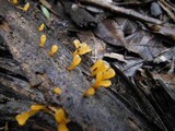 Dacryopinax spathularia image