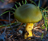 Cortinarius austrovenetus image