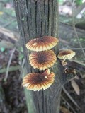 Heliocybe sulcata image