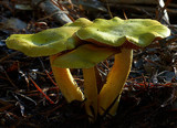 Cortinarius austrovenetus image