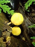 Gymnopilus chrysopellus image