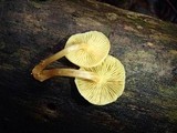 Gymnopilus chrysopellus image