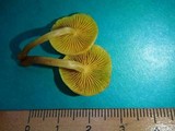 Gymnopilus chrysopellus image