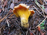 Cantharellus roseocanus image