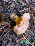 Cantharellus roseocanus image