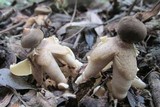 Geastrum fornicatum image