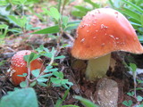 Amanita parcivolvata image
