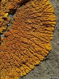 Caloplaca trachyphylla image
