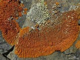 Caloplaca trachyphylla image