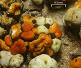 Acarospora stapfiana image
