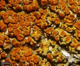 Muellerella ventosicola image