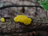 Ditiola peziziformis image