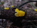 Ditiola peziziformis image