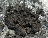 Umbilicaria torrefacta image