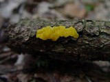 Ditiola peziziformis image