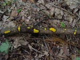 Ditiola peziziformis image