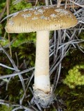 Amanita sect. Vaginatae image