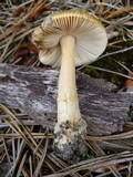 Amanita sect. Vaginatae image