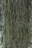 Bryoria fuscescens image