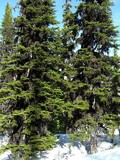 Bryoria fuscescens image