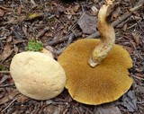 Suillus decipiens image