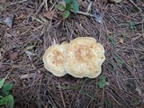 Tapinella atrotomentosa image