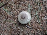 Agaricus placomyces image