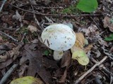 Leccinum holopus image