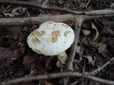 Leccinum holopus image