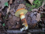 Suillus grevillei image