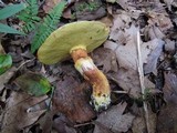 Suillus grevillei image