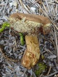 Tylopilus sordidus image