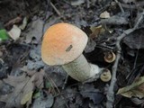 Leccinum pseudoinsigne image