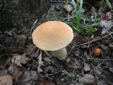 Leccinum pseudoinsigne image