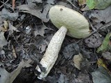 Leccinum pseudoinsigne image