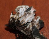 Peltigera retifoveata image