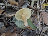 Tricholoma fulvum image