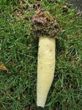 Phallus hadriani image