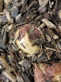 Phallus hadriani image