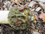 Phallus hadriani image