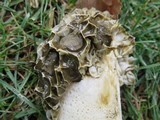 Phallus hadriani image