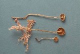 Phaeonematoloma myosotis image