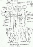 Phaeonematoloma myosotis image