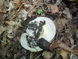 Lyophyllum decastes image