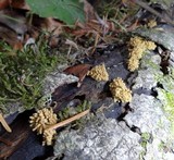 Arcyria obvelata image