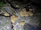 Arcyria obvelata image