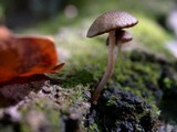 Cystoagaricus hirtosquamulosus image