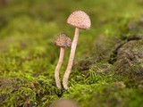 Cystoagaricus hirtosquamulosus image
