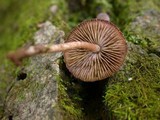 Cystoagaricus hirtosquamulosus image